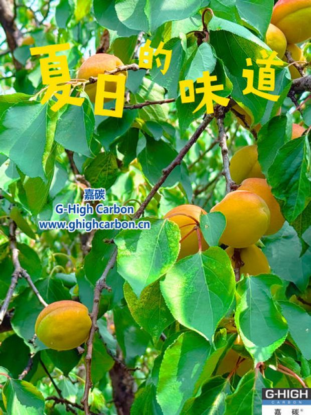 杏果滿枝時(shí)，窺見(jiàn)嘉碳環(huán)?！吧L(zhǎng)力”